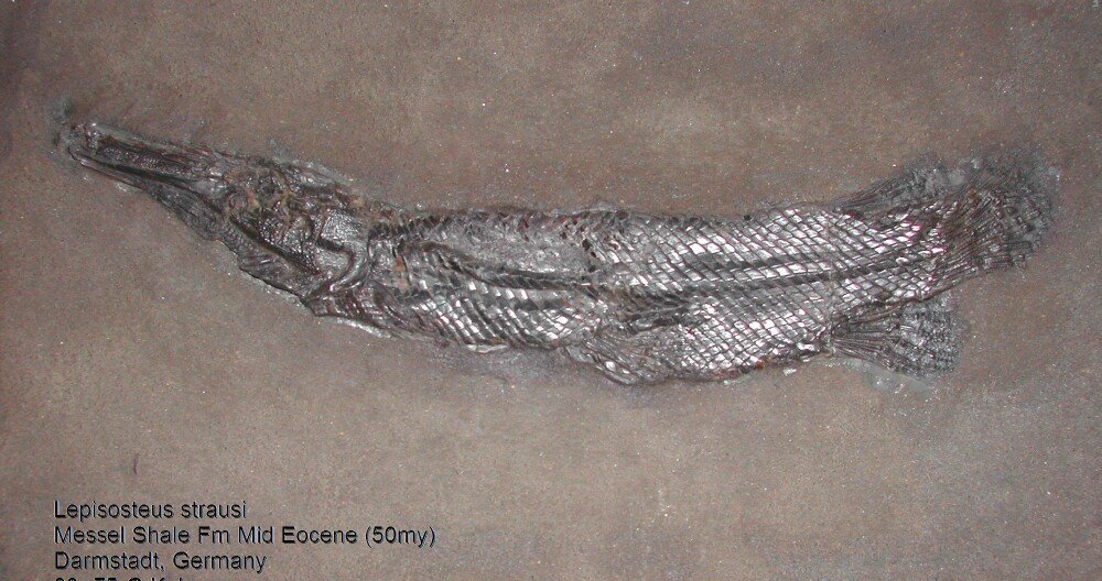 Messel Fossil Gar Fish
