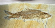  Fossil Fish Furo longimanus