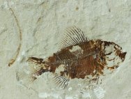 Pseudoberyx and Enchelion Fish Fossils