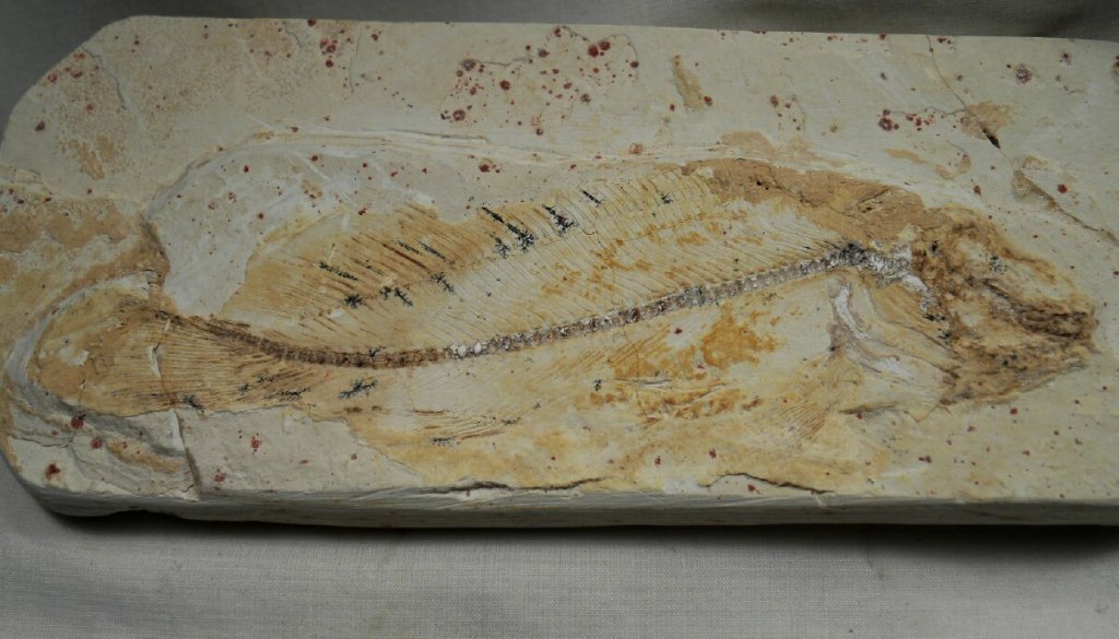Amiiformes Fish Fossil