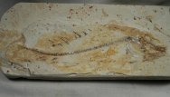 Amiiformes Fish Fossil