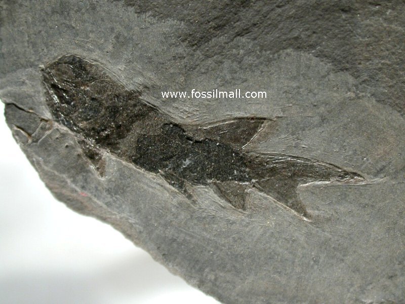 Palaeoniscoid Permian Fish Fossil from Germany