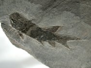 Rhabdolepis Palaeoniscoid Permian Fish Fossil
