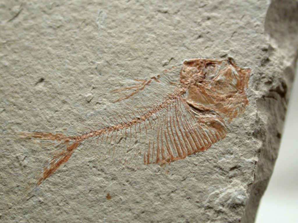 Triplomystus Fossil Fish