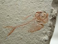 Triplomystus Fish Fossil