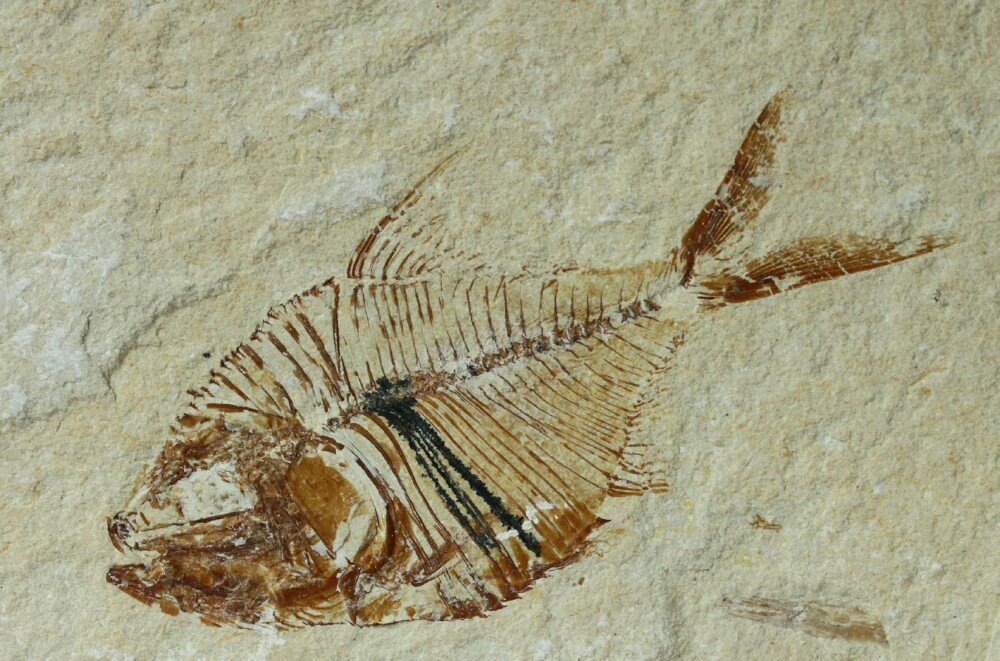 Diplomystus birdi Fossil Fish