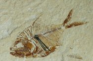 Diplomystus birdi Fish Fossil