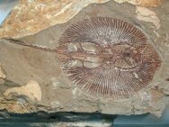 Cyclobatis