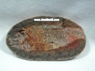 Perleidus madagascariensis triassic fossil fish