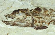 Eurypholis boissieri Predator Viper Fossil Fish