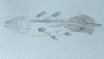 Guizhoucoelacanthus Fossil Art