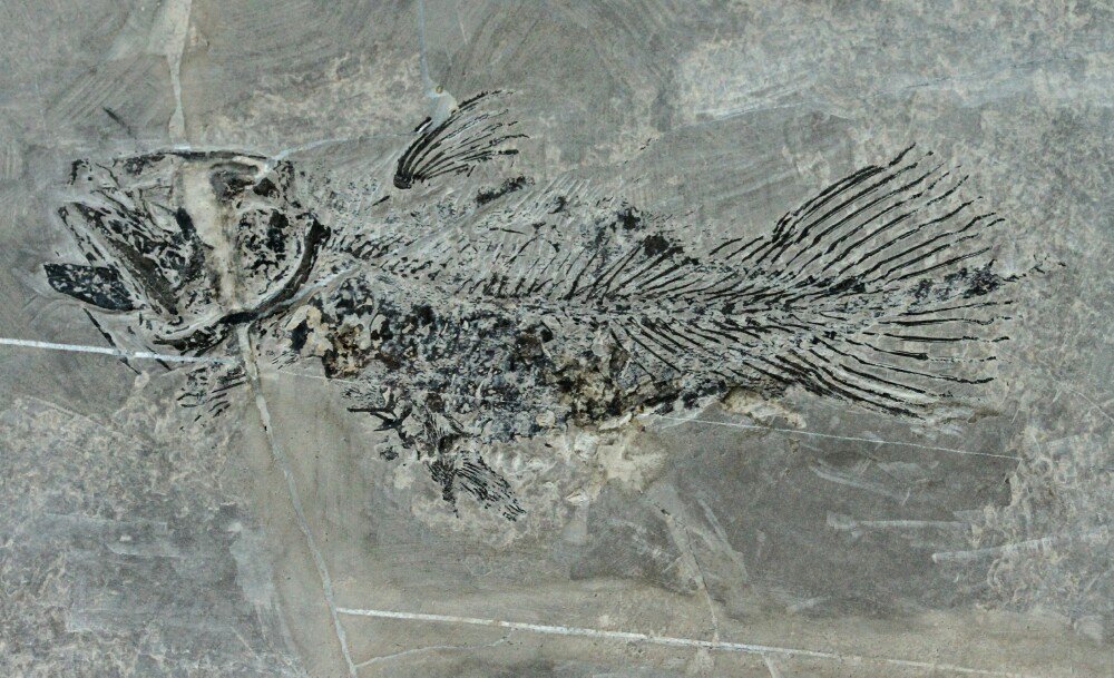 Guizhoucoelacanthus guanlingensis