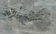 Rare Guizhoucoelacanthus Coelacanth Fossil Fish