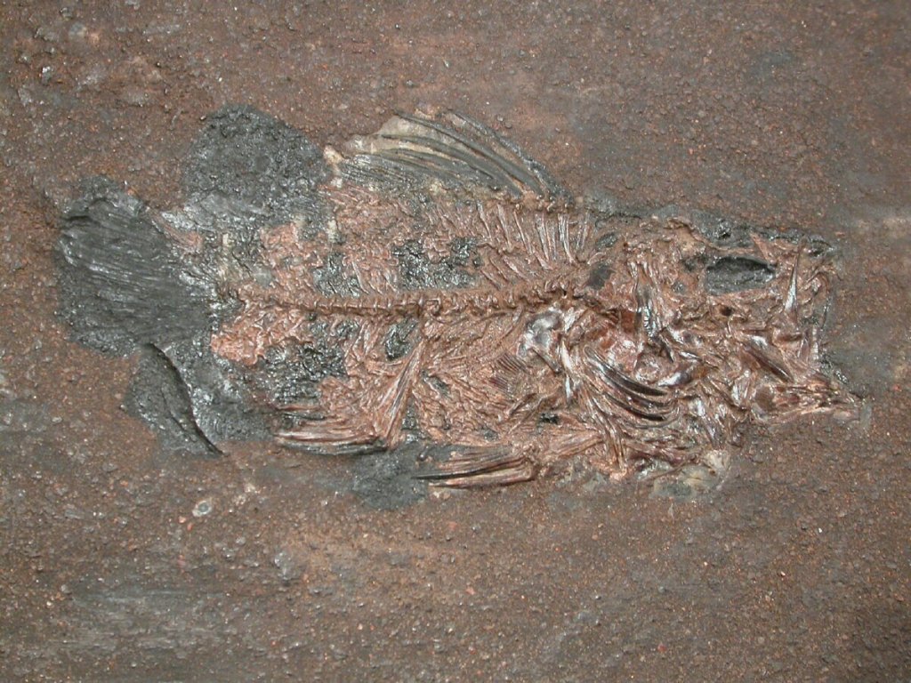 Amphiperca Messel Fish Fossils