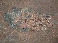 Amphiperca Messel Fish Fossil