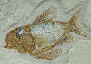 Ctenothrissa Fossil Fish