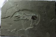 Phanerosteon