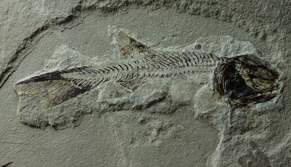 Phanerosteon phonax Paleozoic Paleoniscoid Fish Fossil from Bear Gulch Heath Shale Formation