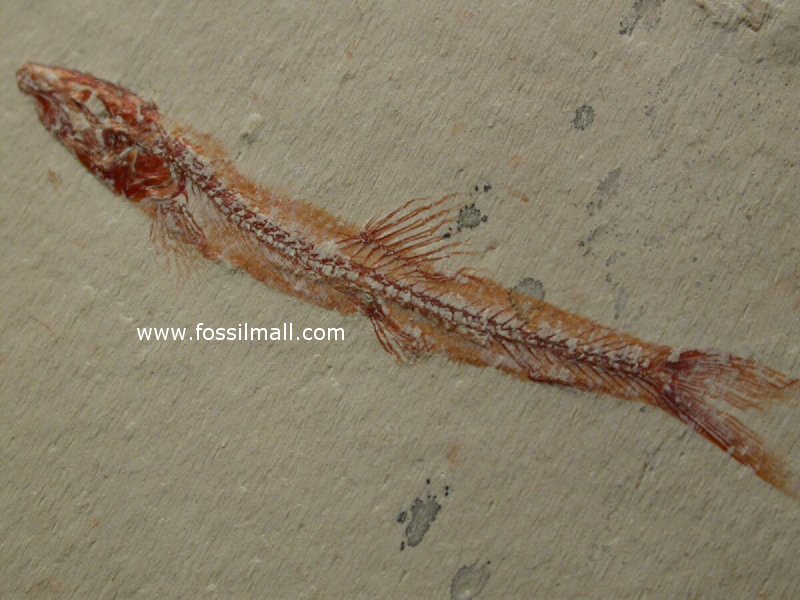 Charitosomus hakelensis Cretaceous Fossil Fish