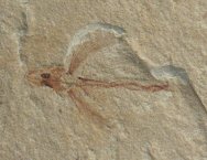 Exocoetoides Flying Fish Fossil
