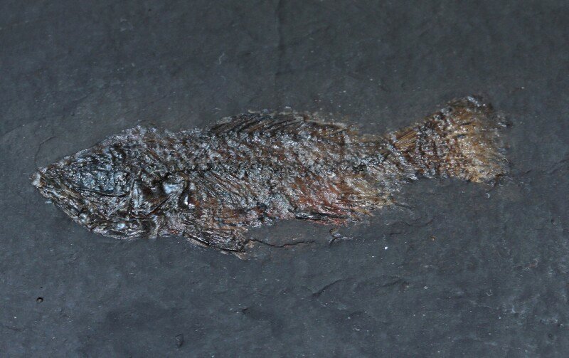 Palaeoperca Fossil Fish