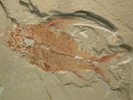Nematonotus longispinus Fossil Fish