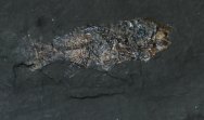 Amphiperca multiformis Fossil Fish 