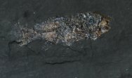 Messel Amphiperca Fish Fossil