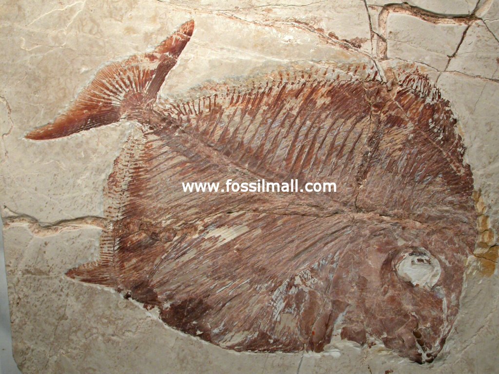 Paleobalistum Fossil Fish