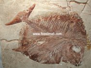 Paleobalistum goedeli Fish Fossil