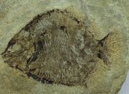 Discoserra pectinodon