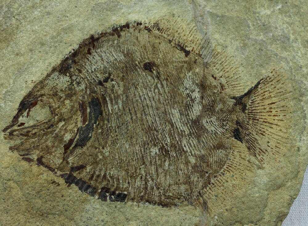 Discoserra Mississippian Bear Gulch Fish Fossil