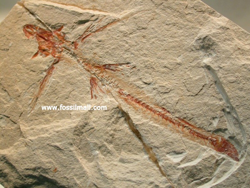  Cretaceous Flying Fish Fossil