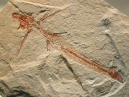Telepholis Cretaceous Flying Fish Fossil