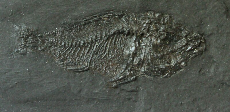 Messel Amphiperca Fish Fossil