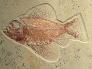 Ctenothrissa Cretaceous Fish Fossil