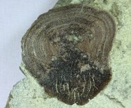 strepsodus