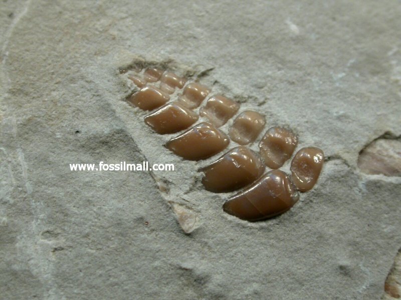 Pycnodont Fish Tooth Plate