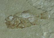 Stichocentrus livatus Fish Fossil
