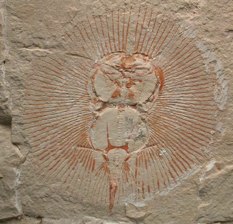 Cyclobatis Skate Fish Fossil