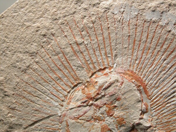 fossils of fish. Cyclobatis Skate Fish Fossil