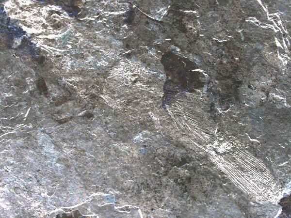 Rhabdoderma Coelacanth Fossil