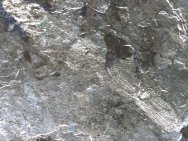 Rhabdoderma Pennsylvanian Coelacanth
