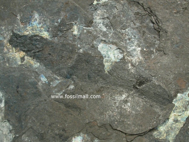 Coelacanth Fossil