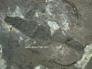 Rhabdoderma Rare Coelacanth Fossil