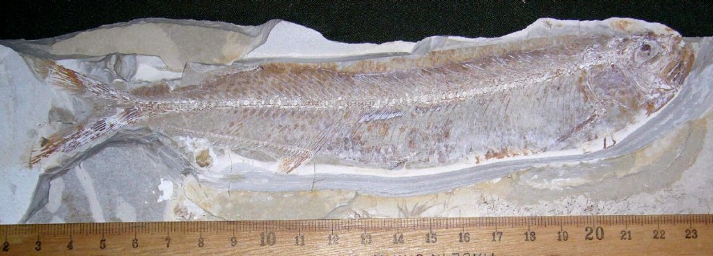Ichthodectid Fossil Fish 