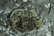 Rare Tetragonolepis Fish Fossil