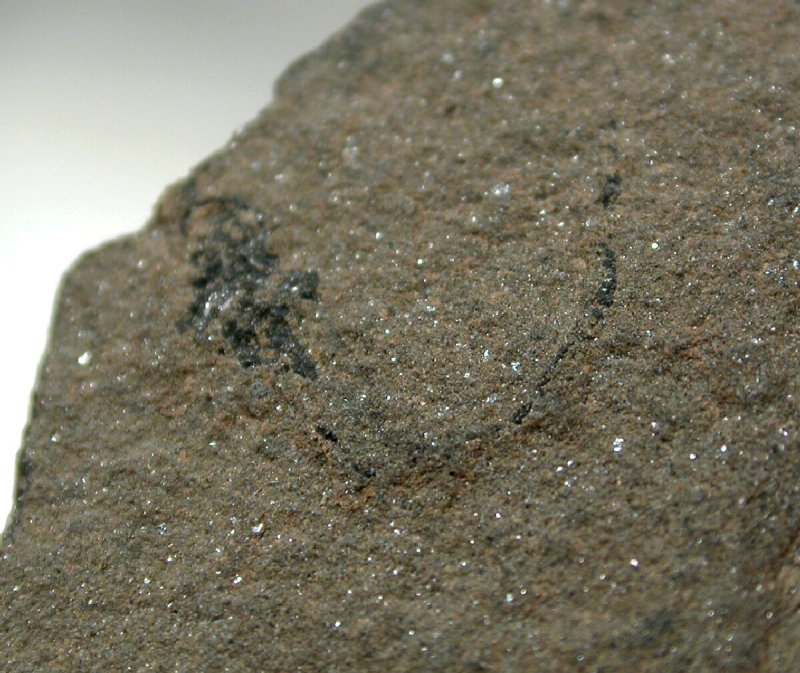 Palaeospondylus Fish Fossil