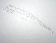 Harpagofututor Male