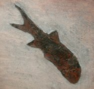 Paramblypterus Permian Fish Fossil